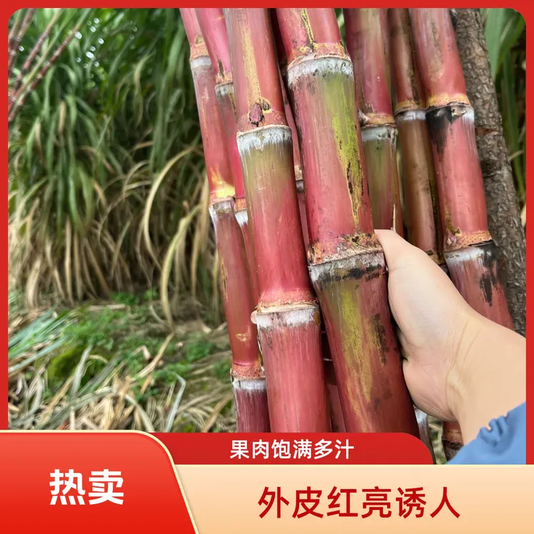 云南水果红皮脆皮甘蔗现砍现发脆甜多汁渣软皮薄