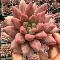 9#虞姬中秋宠粉巨惠版多肉植物  前男友精品多肉