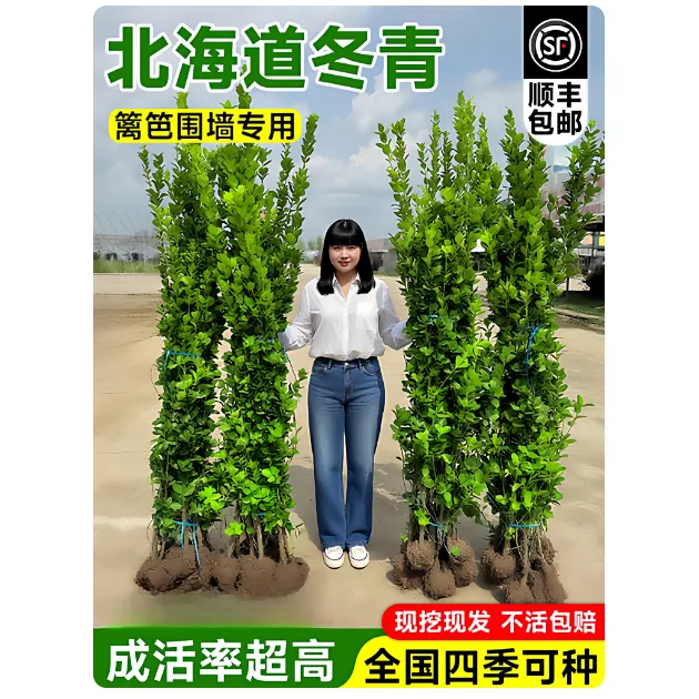 冬青树苗围墙篱笆植物北海道黄杨苗四季常青带叶耐寒庭院绿篱树苗