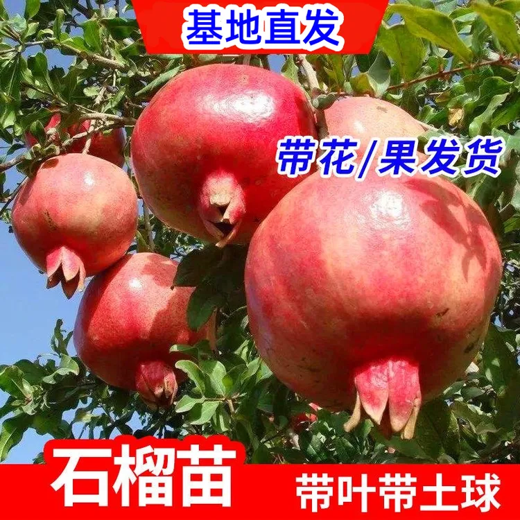 【石榴树苗】无籽水晶石榴庭院阳台盆栽地栽