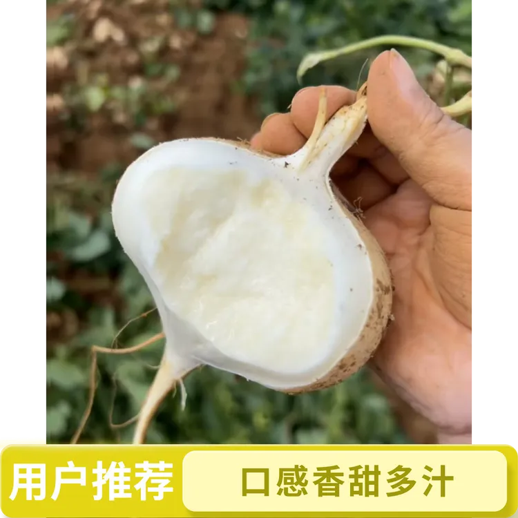 【贵州地萝卜】新鲜现挖地萝卜农家特产沙葛土番薯白心即食