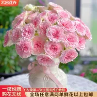 【云舍花卉】【情迷罗拉】多头玫瑰全场任意满两单及以上鲜花包邮