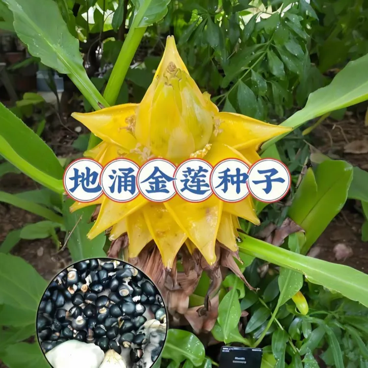 【地涌金莲种子】家庭阳台小院四季种植盆栽地栽易种易活