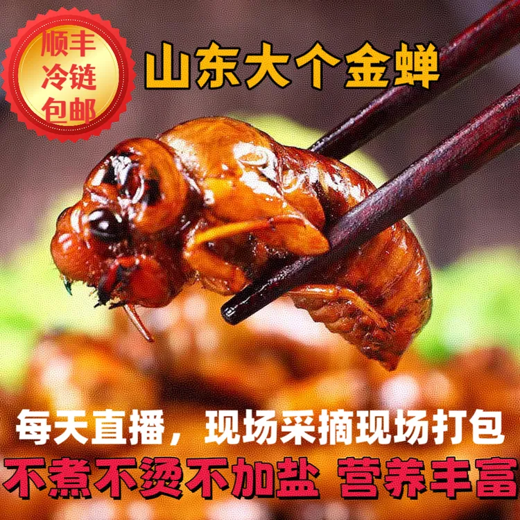2025山东大个金蝉白蝉知了猴美食顺丰冷链包邮