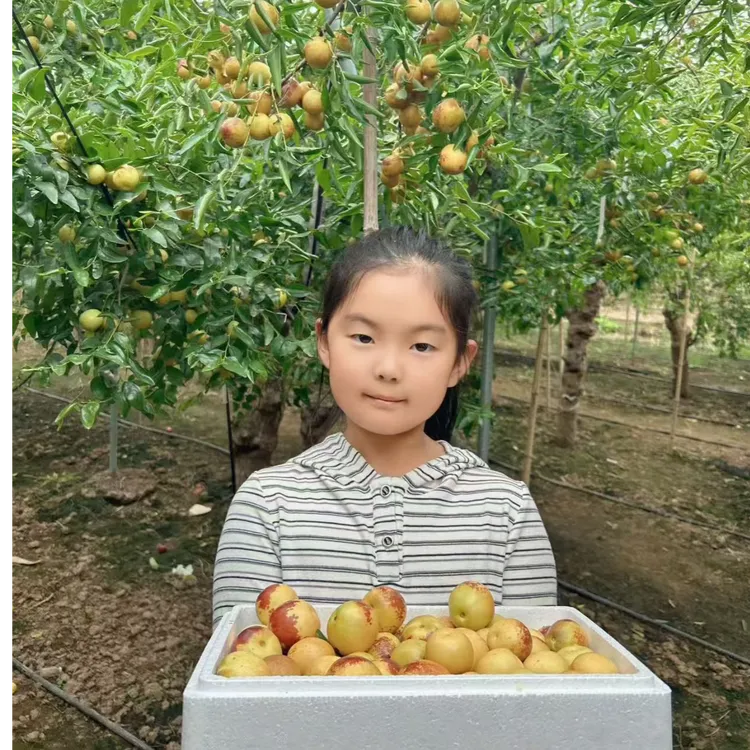 沾化冬枣 特大号冬枣 高质量水果 新鲜当季水果脆甜多汁3-5斤装