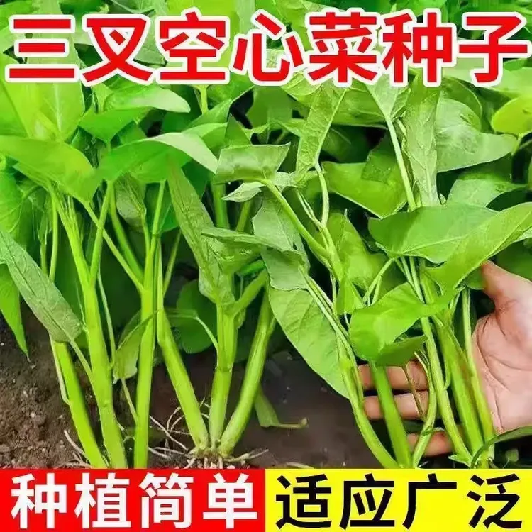 【割完又长】三叉空心菜耐热青菜新鲜当季蔬菜通心菜蕹菜多次采收商品图