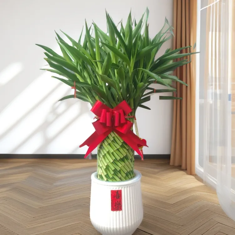 【大号】高端编织招财竹轻奢室内护眼好养绿植盆栽办公室客厅卧玄关