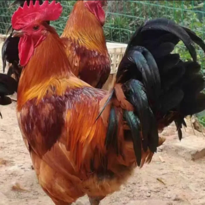 阿龙东北农村现杀新鲜大公鸡