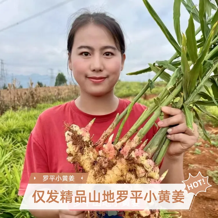 【姜小妹】[姜链鲜姜]云南罗平高山小黄姜鲜姜精选生姜辛辣美味