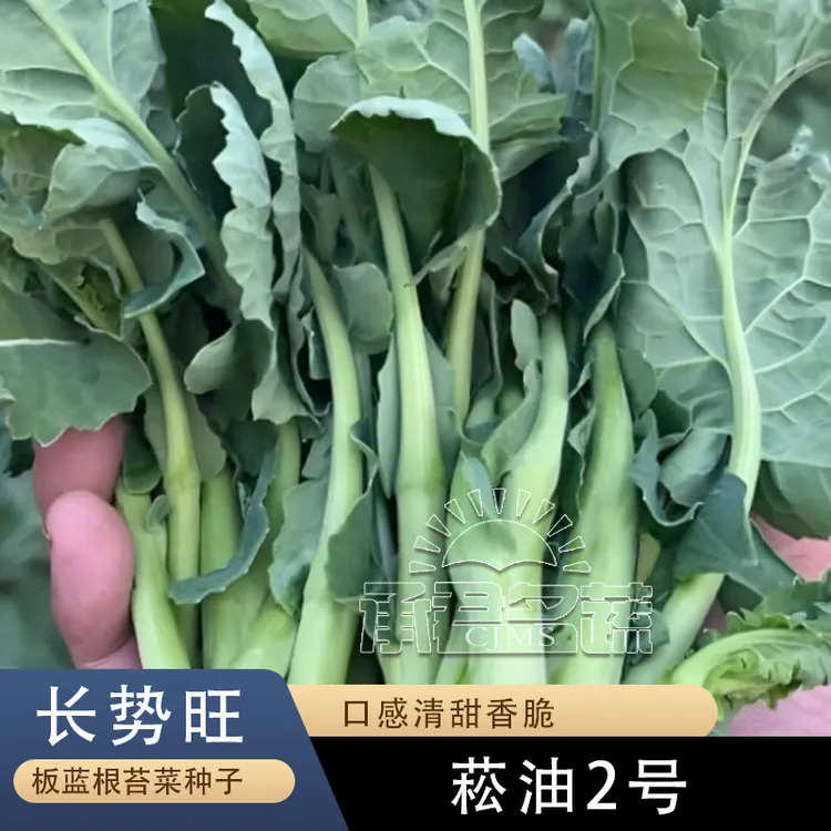 板蓝根菜苔种子四季阳台庭院家庭田园种植籽食用特色农家蔬菜种子