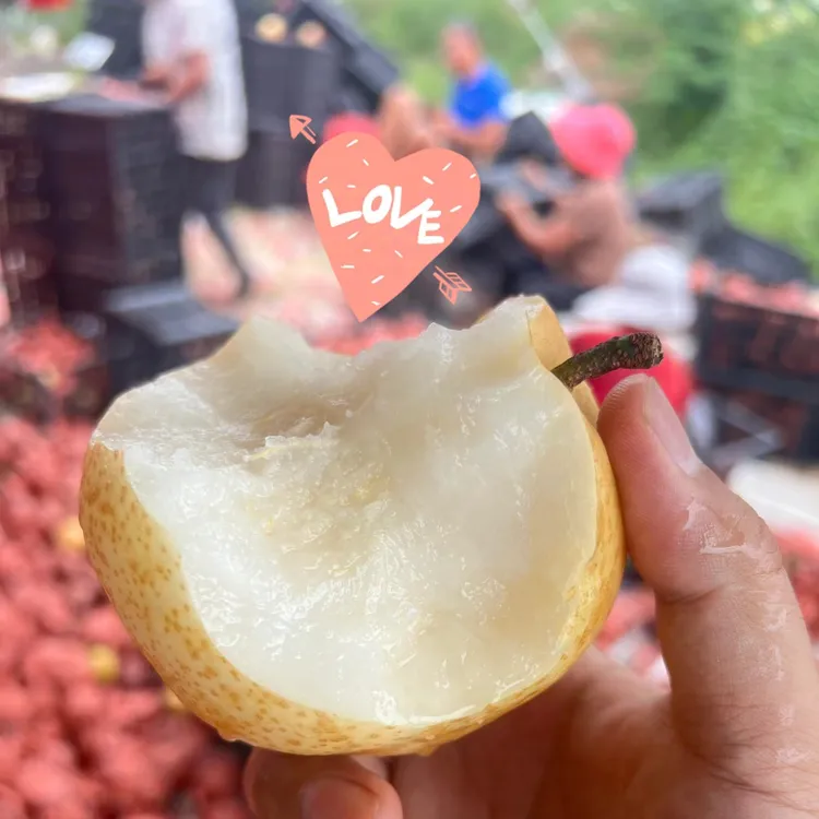 【顺丰包邮】湖南芷江农家自种新鲜应季黄金梨现摘现发