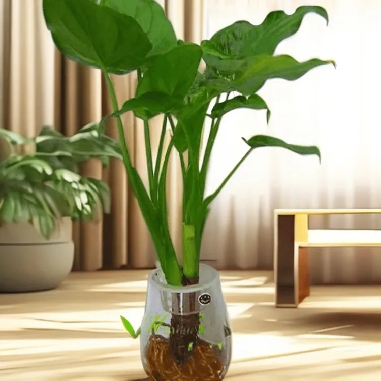 吸甲醛滴水观音盆栽大型绿植室办公室盆在常绿多年生简单清新