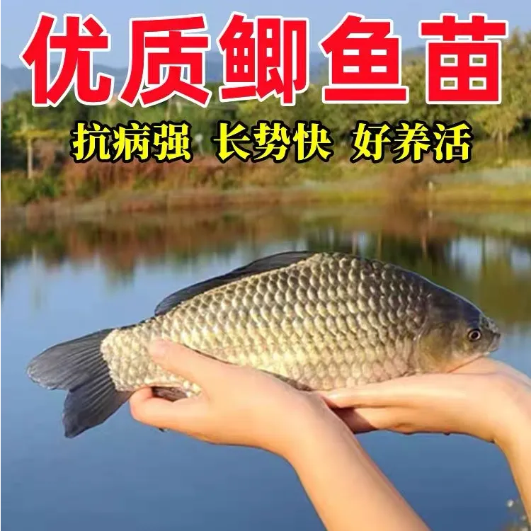 鲫鱼苗中科5号鲫鱼苗工程鲫鱼苗大板鲫鱼苗淡水鱼塘鱼苗包邮包活