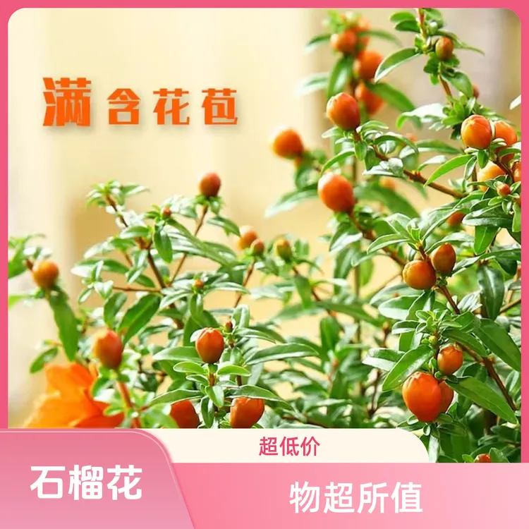 广东潮汕石榴花带花苞盆栽四季广东潮汕石榴花盆栽石榴潮汕石榴花