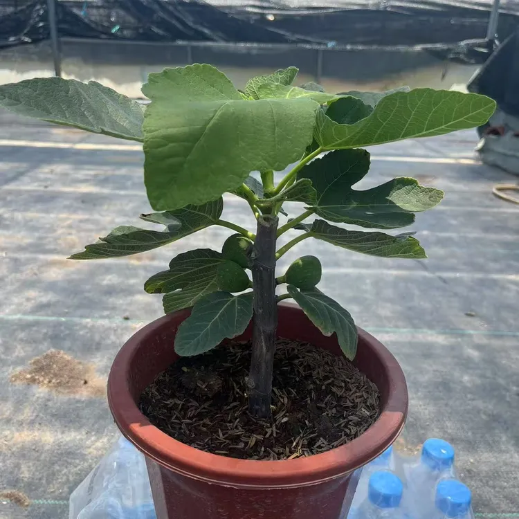 （青皮）无花果盆栽包邮甜度高皮薄肉多人称树上的糖包子好养易活