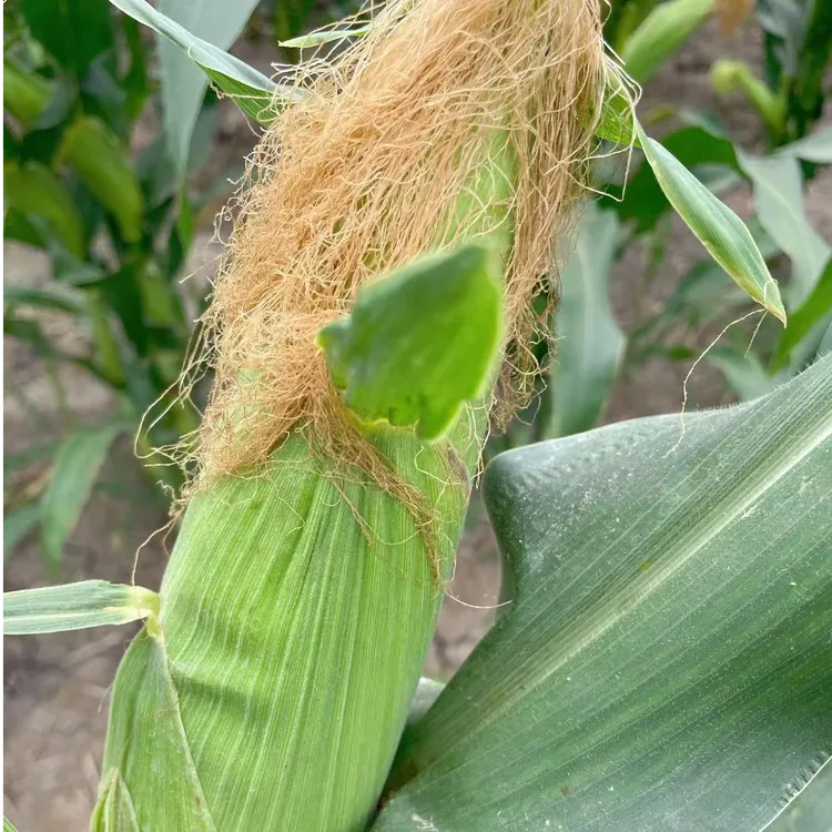 兴化本地黏籽玉米带皮5斤