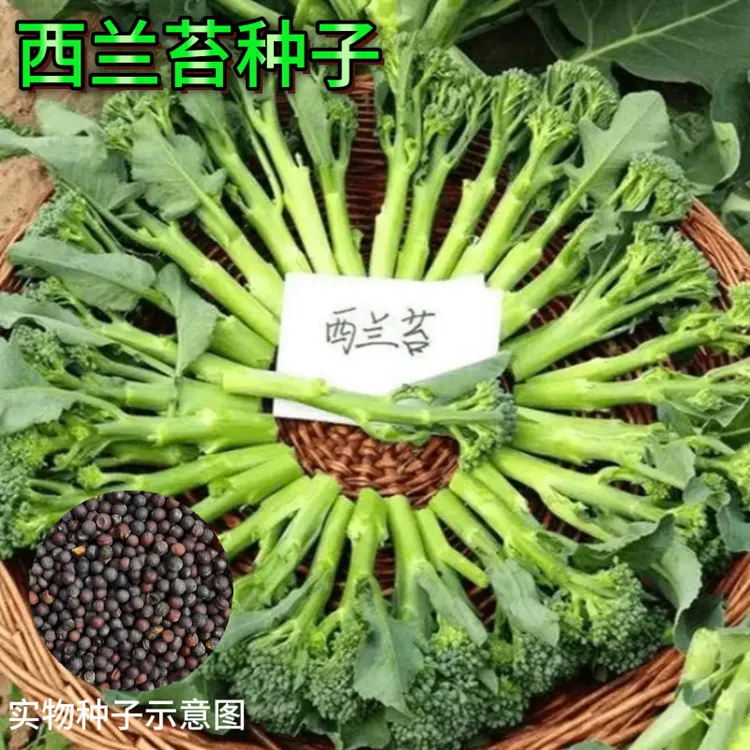 【西兰苔种子】菜苔种子蔬菜种子油菜芯籽四季种植盆栽商品图