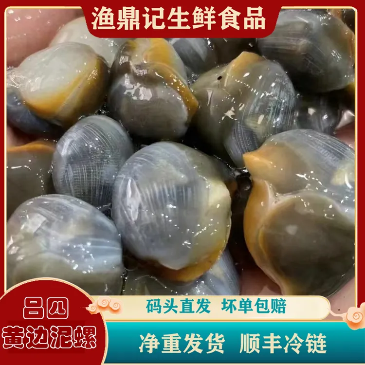 正宗启东吕四新鲜 黄泥螺 可鲜发可腌制 江浙沪皖顺丰包邮