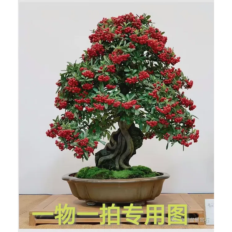 火棘盆景红红的果子很漂亮