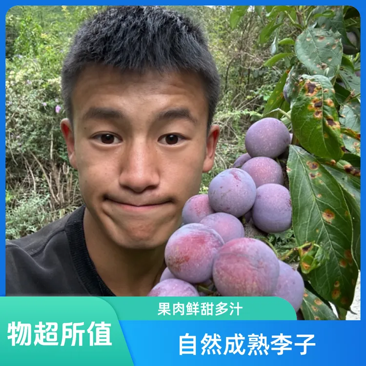 四川汶川高山现摘现发脆红脱骨李子新鲜当季脆甜多汁水果