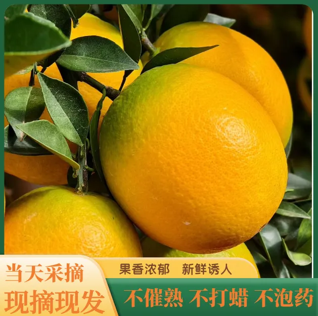 江西正宗赣南脐橙应季孕妇小孩好吃水果甜口手剥橙子新鲜现发
