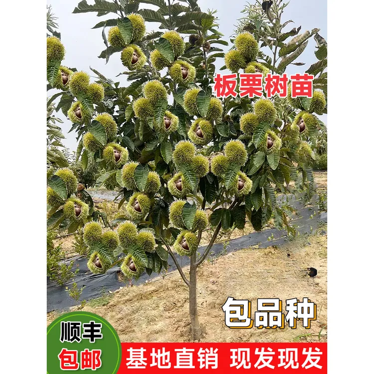 2-3年苗买一送一】板栗树苗嫁接大红袍板栗树苗南北方种植盆栽地栽