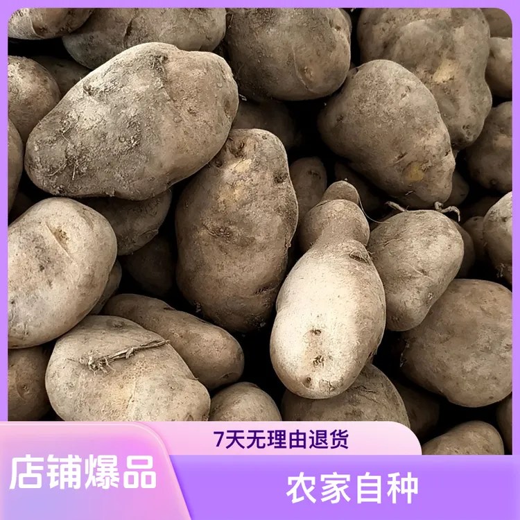 （小田福利品）毕节农家自种，老品种米拉洋芋