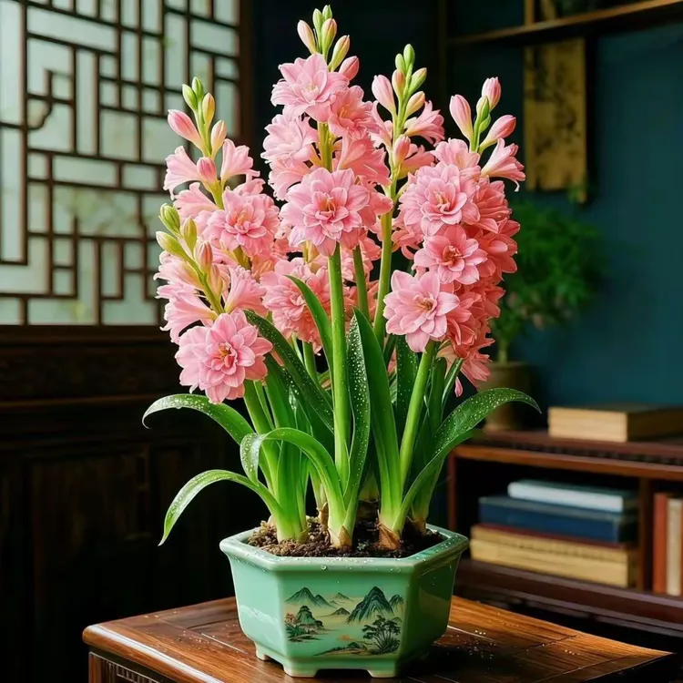 【只卖大苗】重瓣香水晚香玉盆栽苗浓香爆花当年开花的大苗不卖种球