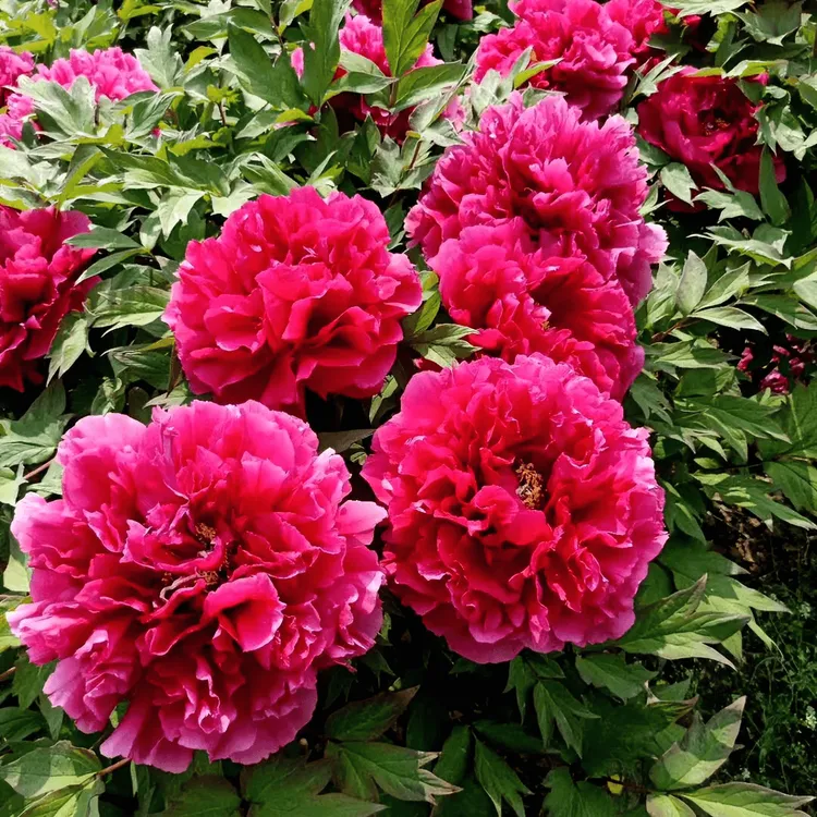【花王】正宗洛阳重瓣牡丹花苗北方耐寒盆栽地栽室内庭院花卉牡丹苗
