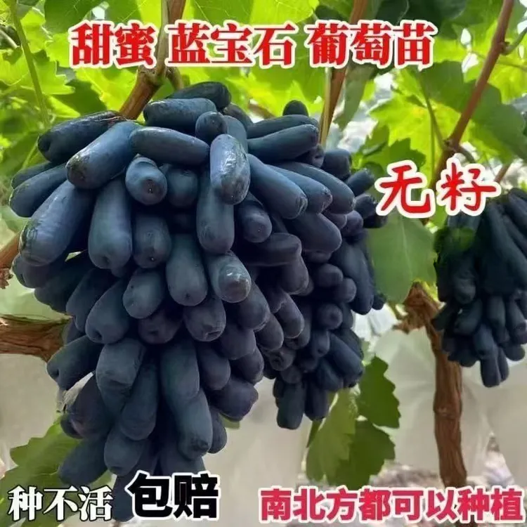 美国甜蜜蓝宝石无籽葡萄树苗当年结果南方北方种植金手指提子树苗