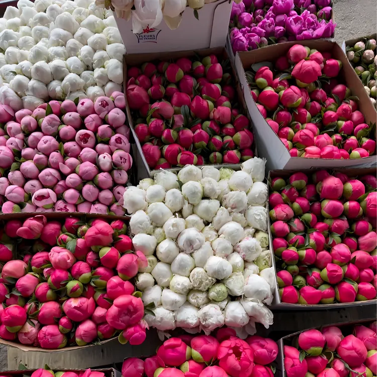 预售    重瓣芍药鲜切花水培鲜花束