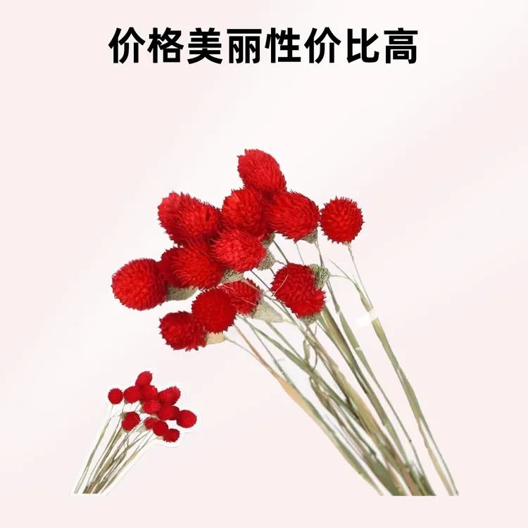 千日红干花花束适合花店配花及花艺装饰