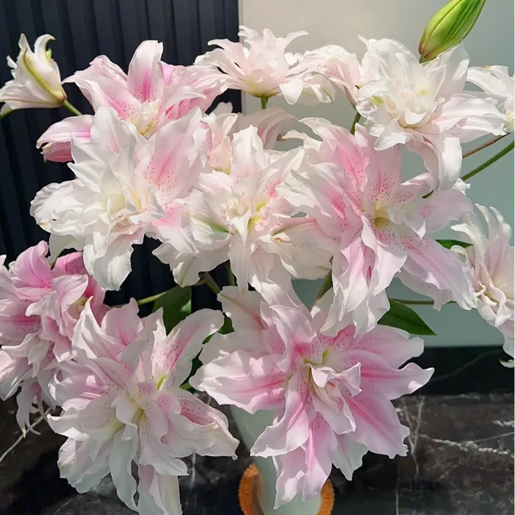 【云舍花卉】伊莎贝拉重瓣香水百合家用鲜花行业顶货云南省鲜切花