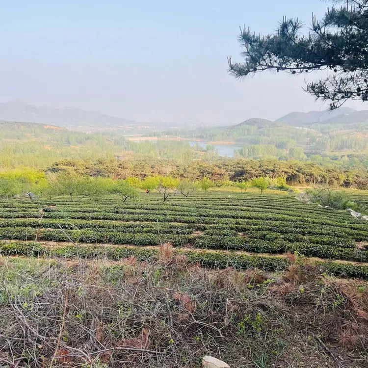 【鲁崬陽】日照绿茶2025年新茶晚秋茶十月初