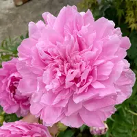 【晴雯 】芍药裸根带芽发货-重瓣-包对版-