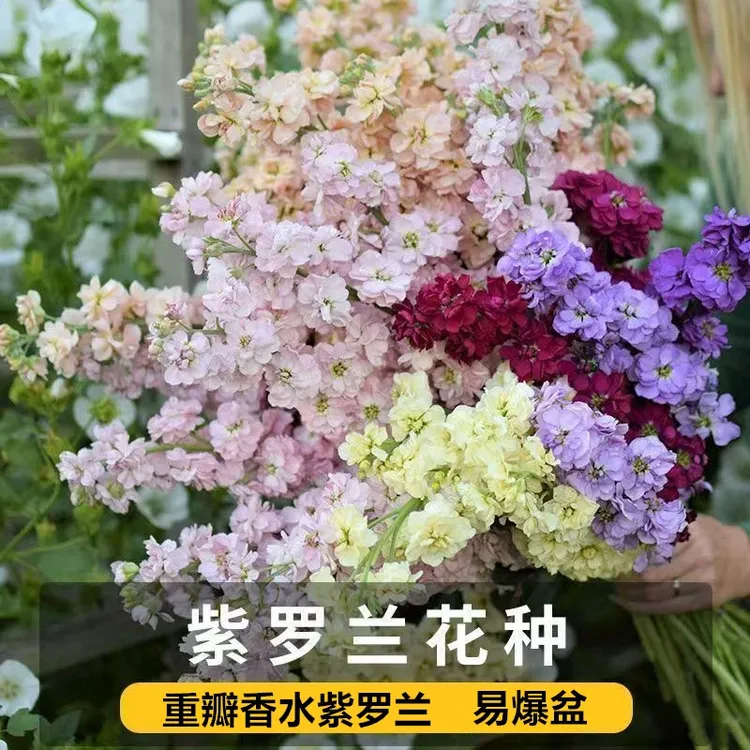 重瓣香水紫罗兰洋桔梗花种子混色重瓣浓香型紫罗兰耐寒花卉种子