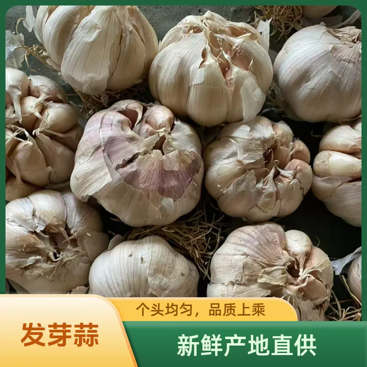 发芽大蒜3斤5斤种植发芽蒜