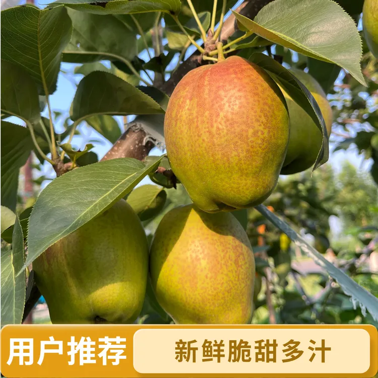 山东正宗特产香酥梨媚梨7号梨新鲜脆甜多汁细腻皮薄无渣梨园采摘