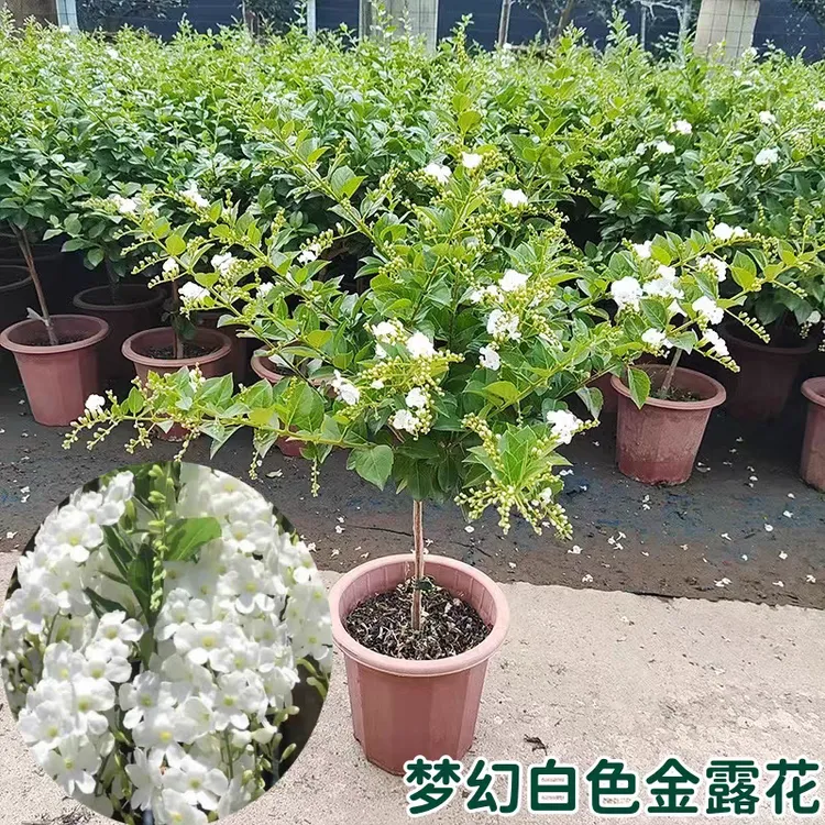 白色蕾丝金露花苗多年生花园阳台芳香植物花卉盆栽新手合适月见草