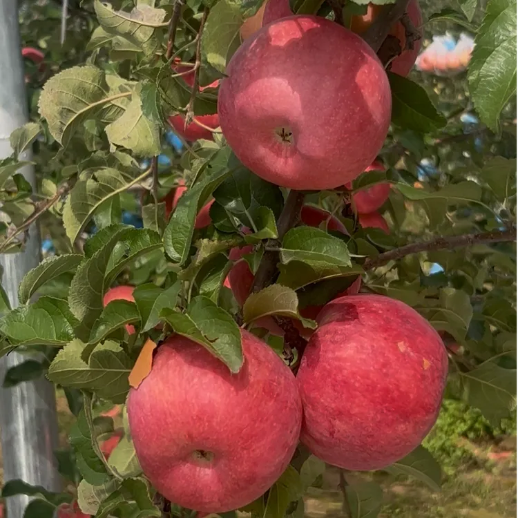 正宗陕西洛川秦脆苹果又红又大脆甜多汁皮薄现摘新鲜水果