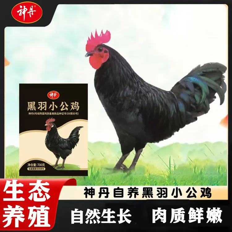 【神丹】正宗黑羽小公鸡整鸡700g/只  可清蒸可红烧
