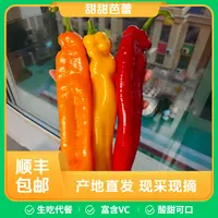 【顺丰包邮】甜辣椒水果彩椒身材管理(买一斤送半斤买二斤送一斤)