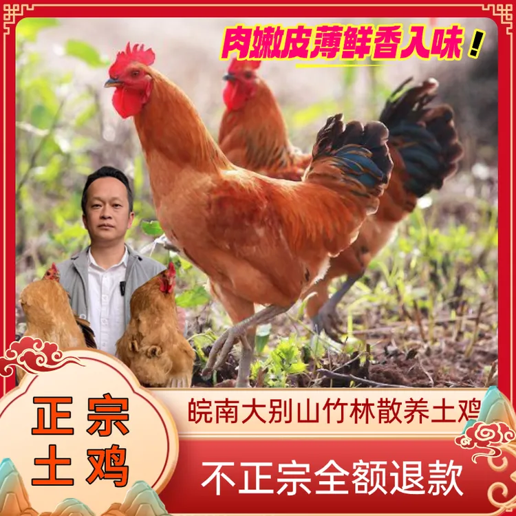 【买1送1】大别山竹林散养童子鸡纯粮谷喂养现杀土鸡散养土鸡商品图