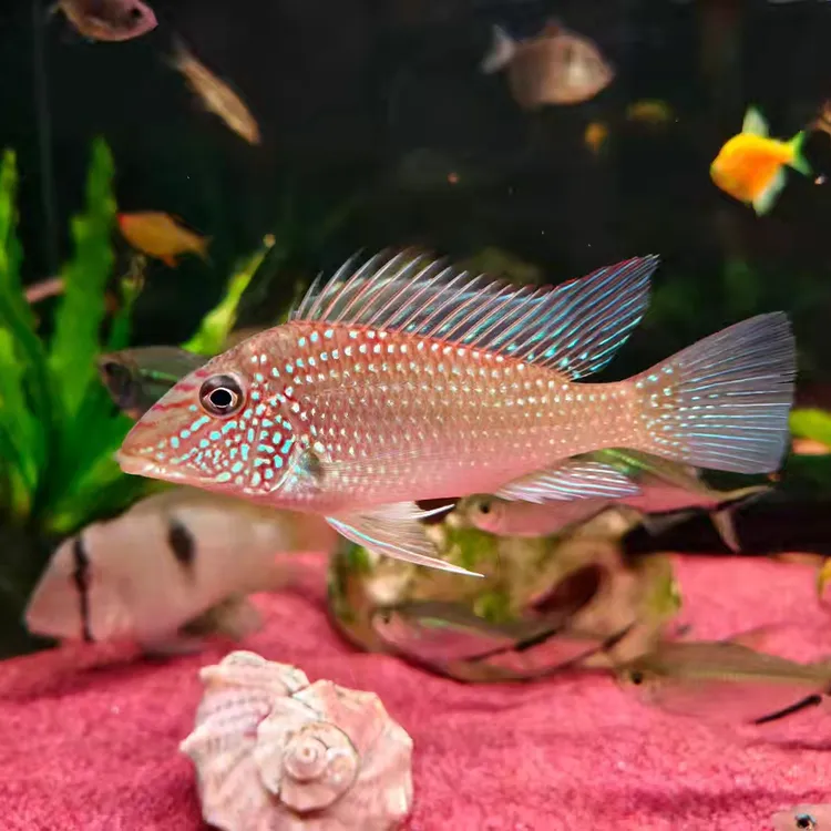 蓝颊马面食土鲷南美底层活体观赏鱼食土鲷关刀鱼