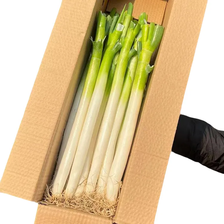 山东新鲜铁杆去叶大葱只发葱白甜脆多汁蔬菜