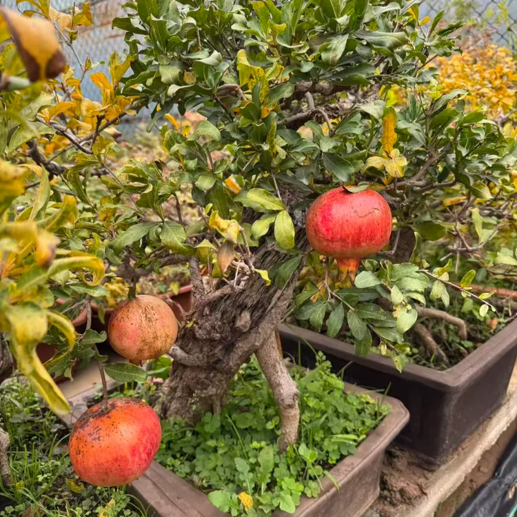 高端盆景石榴大红袍一物一选