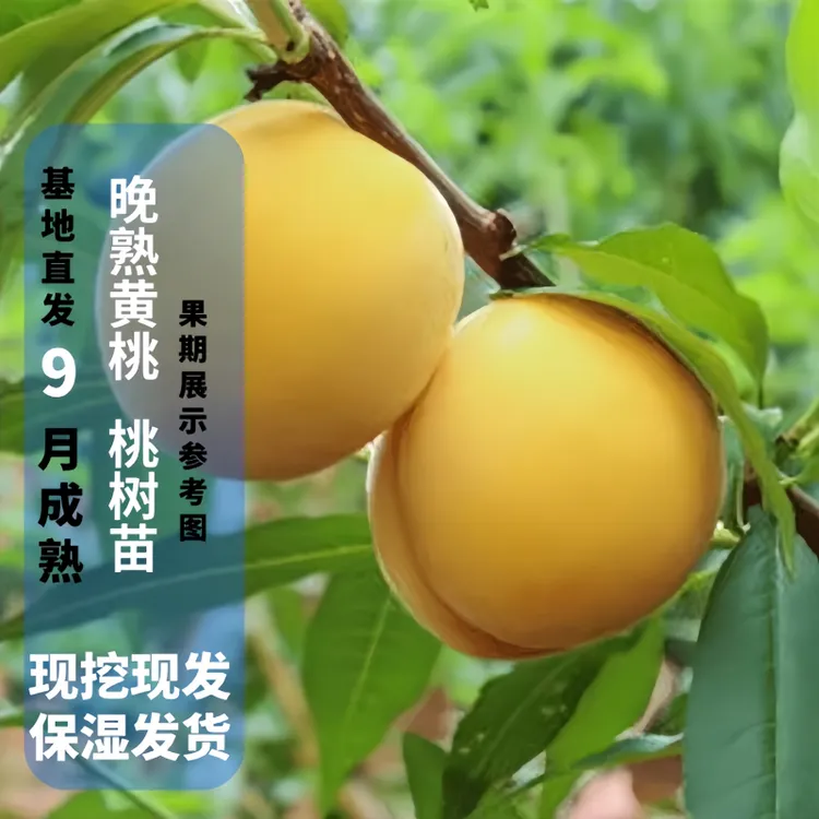 正宗晚熟黄桃树苗嫁接桃树果树苗耐寒耐旱果树苗大果盆栽地栽