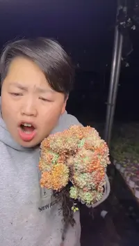 露养区白胖子缀化（挑大的）13.99