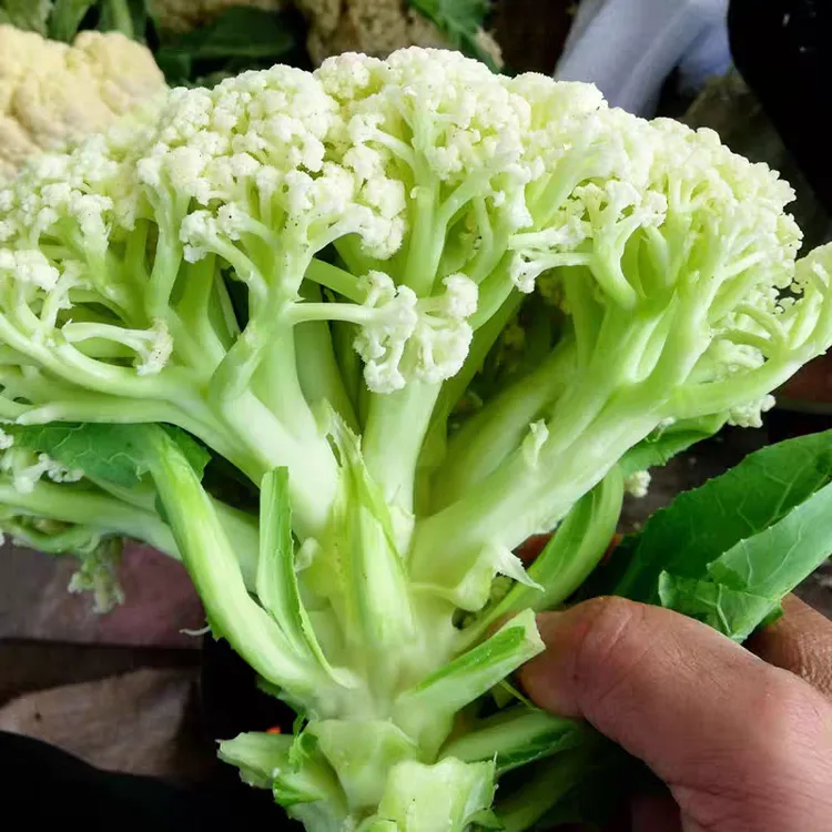 青梗松花菜种子耐热耐寒夏播秋播蔬菜雪妃花菜种子白花菜阳台盆栽