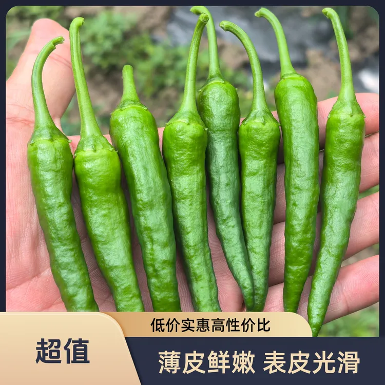 正宗湖南樟树原种农家特色新鲜薄皮原种青线椒农产品蔬菜辣椒包邮